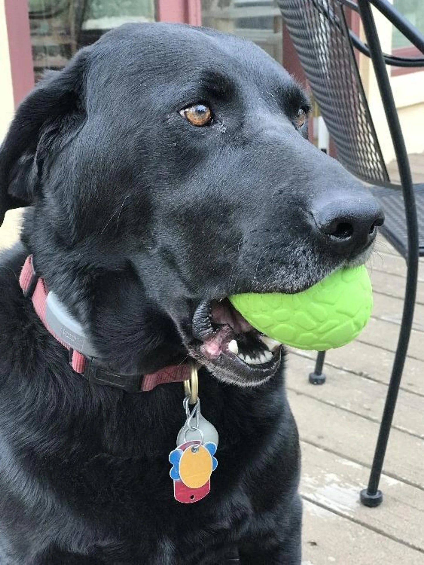 MKB Dinosaur Egg Durable Rubber Chew Toy & Treat Dispenser - Your Pet Connection