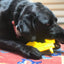 ID Tractor  Ultra Durable Nylon Dog Chew Toy for Aggressive Chewers - Your Pet Connection