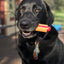 SP Hot Dog Ultra Durable Nylon Dog Chew Toy for Aggressive Chewers - Your Pet Connection