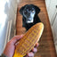 SP Corn on the Cob Ultra Durable Nylon Dog Chew Toy for Aggressive Chewers - Your Pet Connection