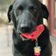 SP Cherry Pie Ultra Durable Nylon Dog Chew Toy and Treat Holder for Aggressive Chewers - Your Pet Connection