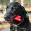 MKB Key to My Heart Ultra Durable Nylon Dog Chew Toy for Aggressive Chewers - Your Pet Connection