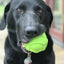 MKB Bull Frog Durable Rubber Chew Toy & Treat Dispenser - Your Pet Connection