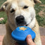 SN Flying Saucer Durable Rubber Chew Toy & Treat Dispenser - Your Pet Connection