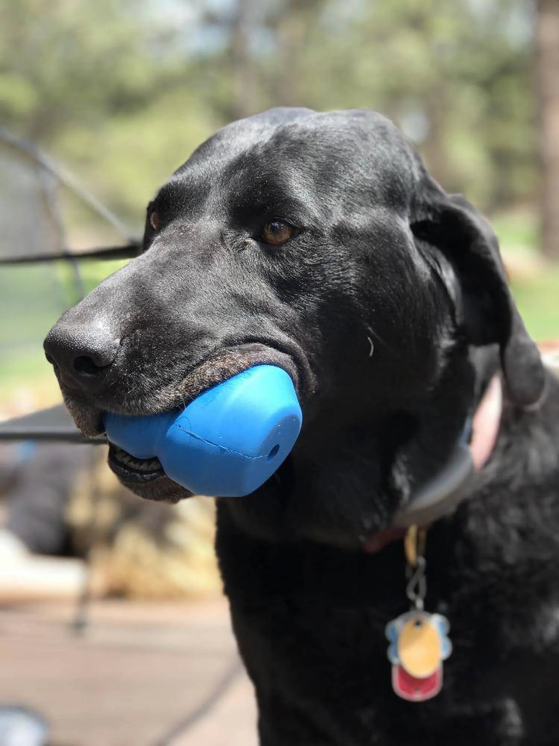 ID Double Trouble Durable Rubber Chew Toy and Treat Dispenser - Your Pet Connection