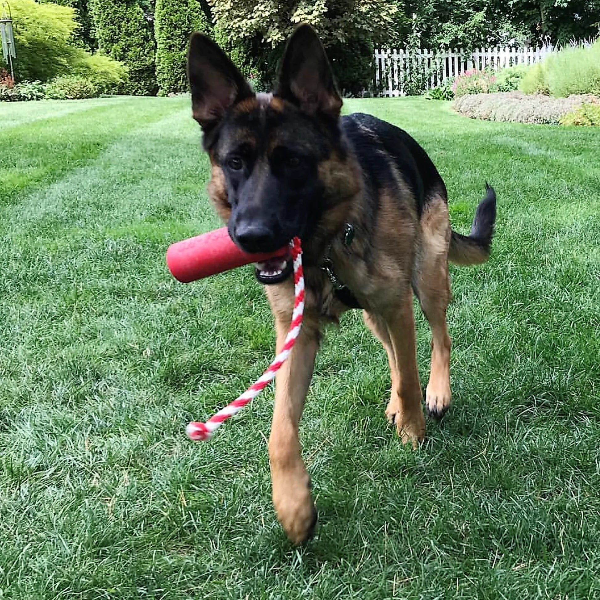 USA-K9 Firecracker Durable Rubber Floating Training Dummy - Your Pet Connection