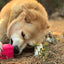MKB Surf's Up! Retro Van  Durable Chew Toy & Treat Dispenser - Your Pet Connection