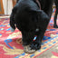 SP Peanut Ultra Durable Nylon Dog Chew Toy for Aggressive Chewers - Your Pet Connection