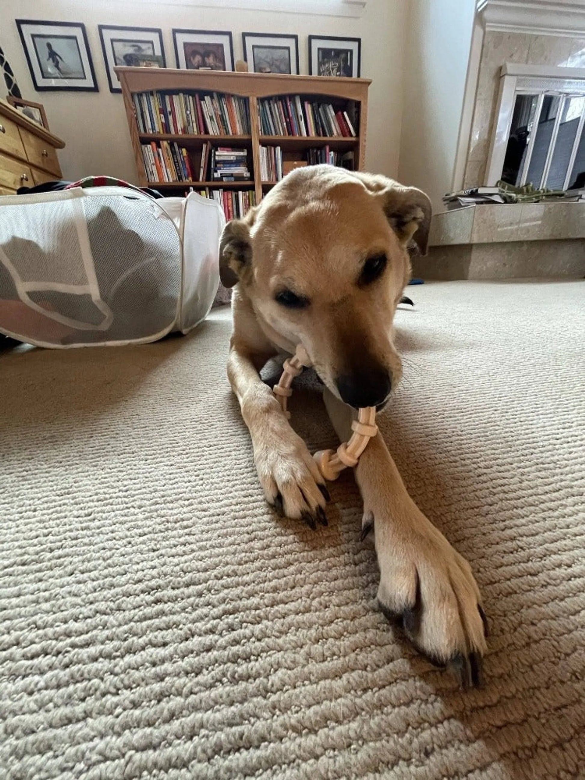 SP Honey Bone Chicken Flavored Teething Ring for Aggressive Chewers - Your Pet Connection