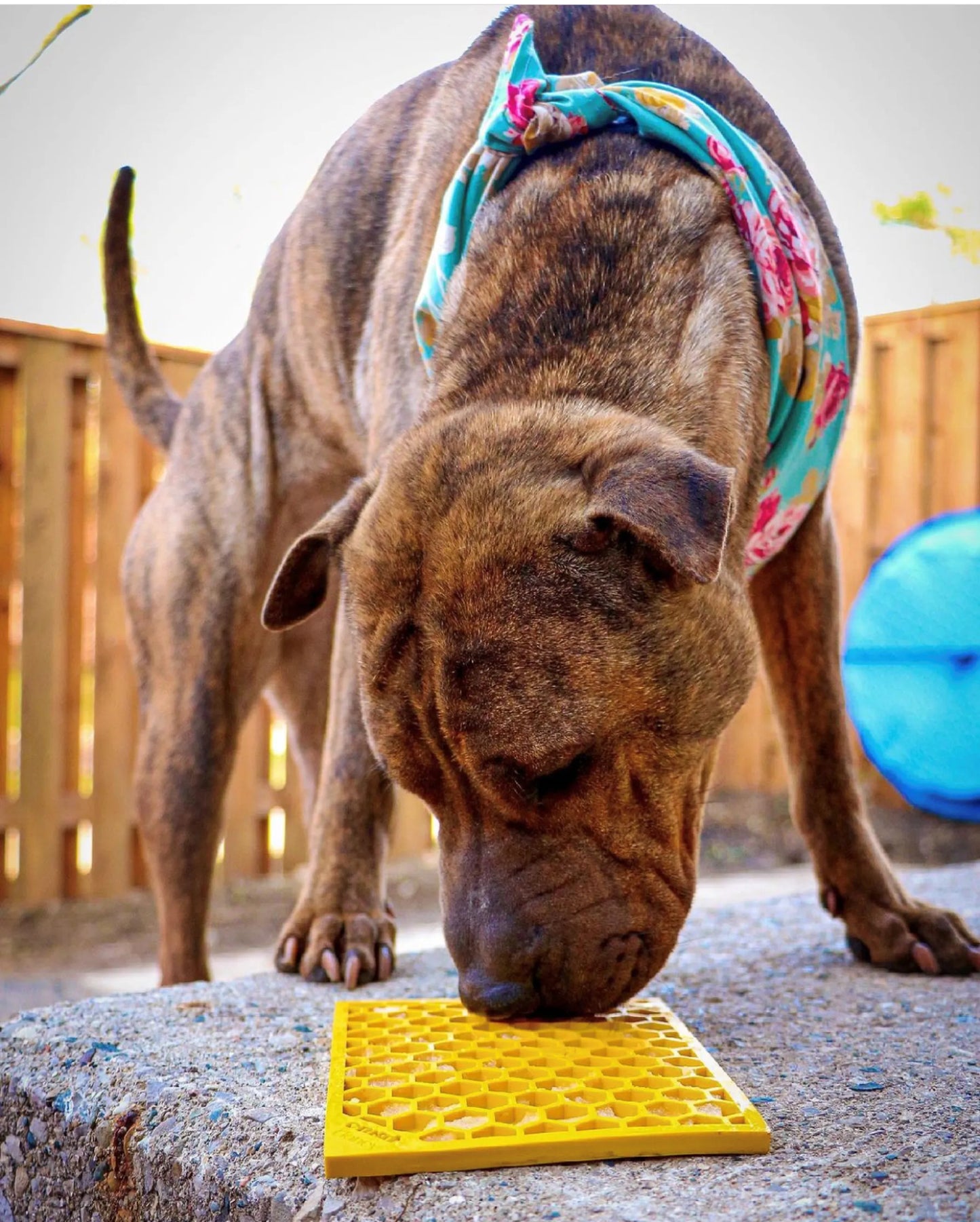 Honeycomb Design Emat Enrichment Lick Mat - Your Pet Connection