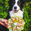 Mandala Design eTray Enrichment Tray for Dogs - Your Pet Connection