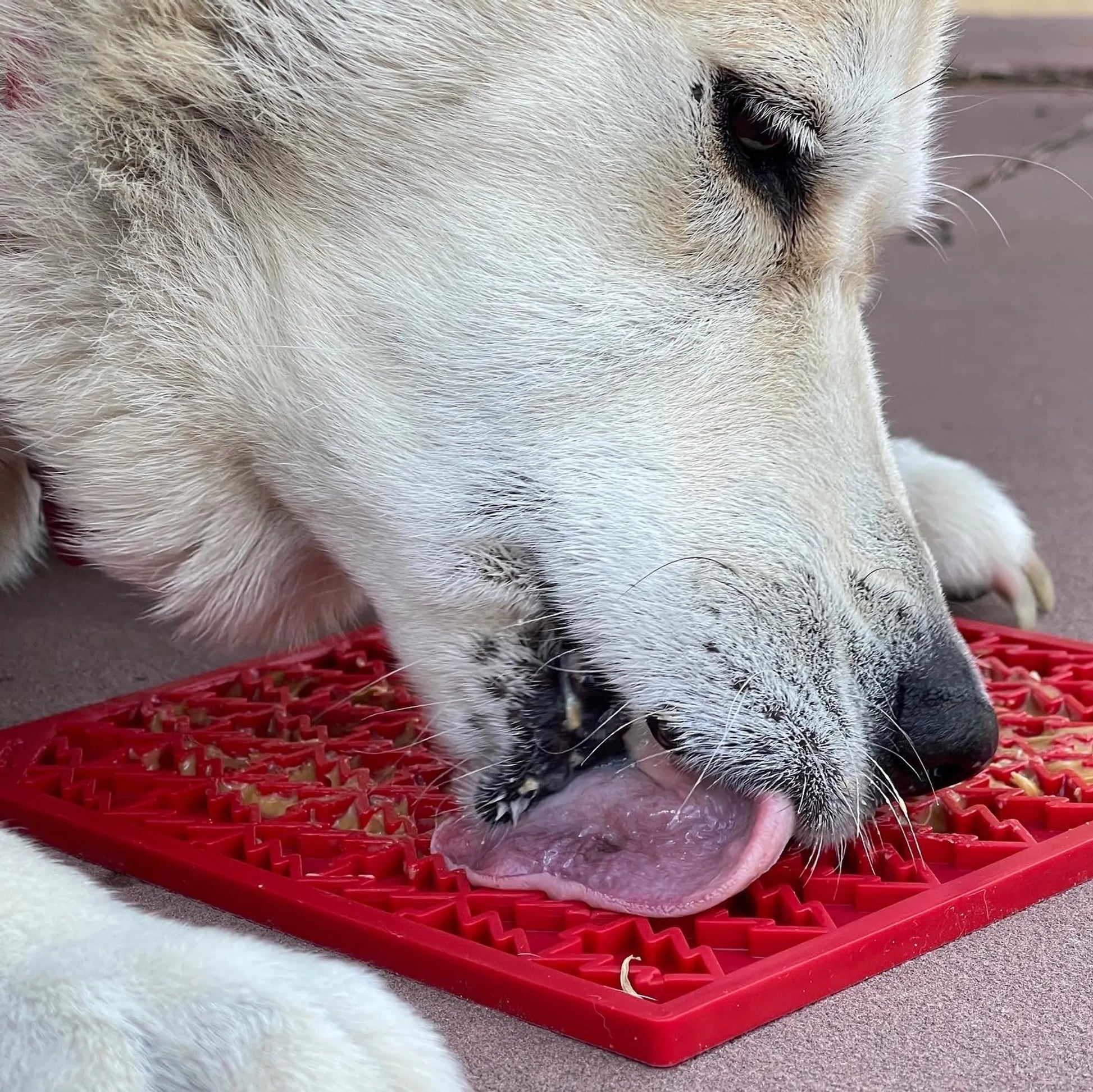 Tree Design "Peace" eMat Enrichment Lick Mat - Your Pet Connection