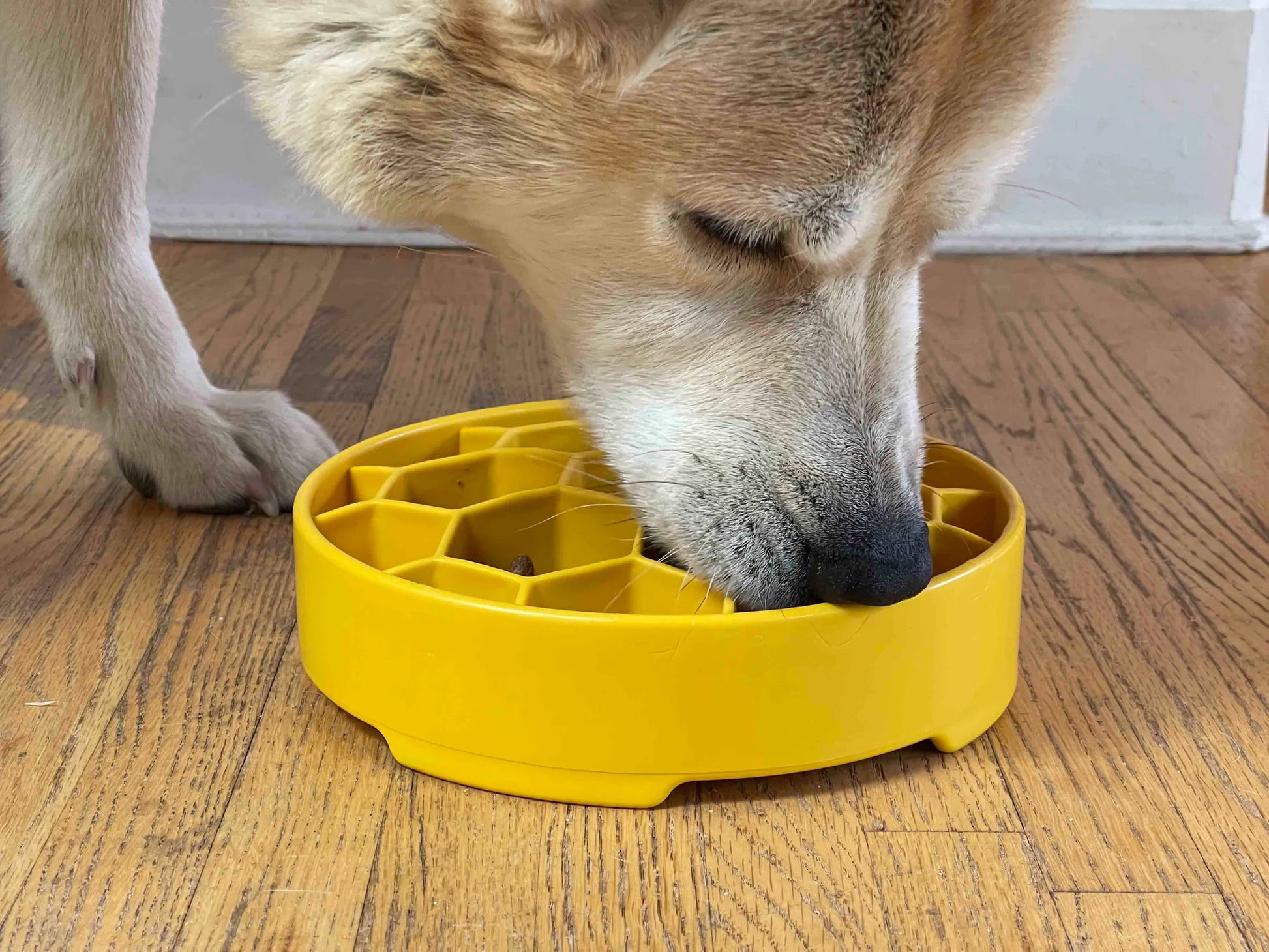 Honeycomb Design eBowl Enrichment Slow Feeder Bowl for Dogs - Your Pet Connection