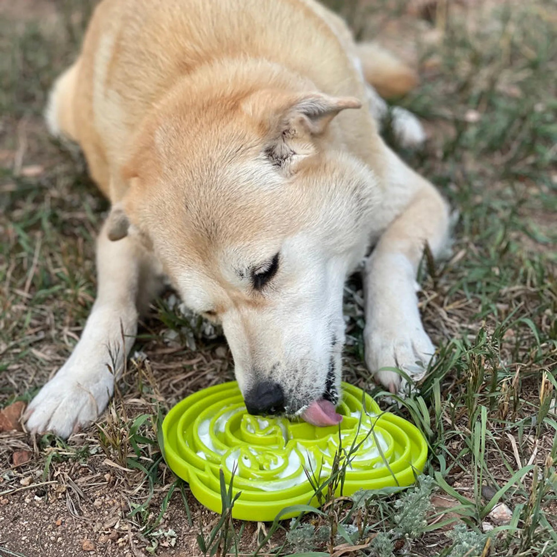 Water Frog Design eTray Enrichment Tray for Dogs - Your Pet Connection