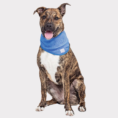 GF Pet  Ice Band - Your Pet Connection