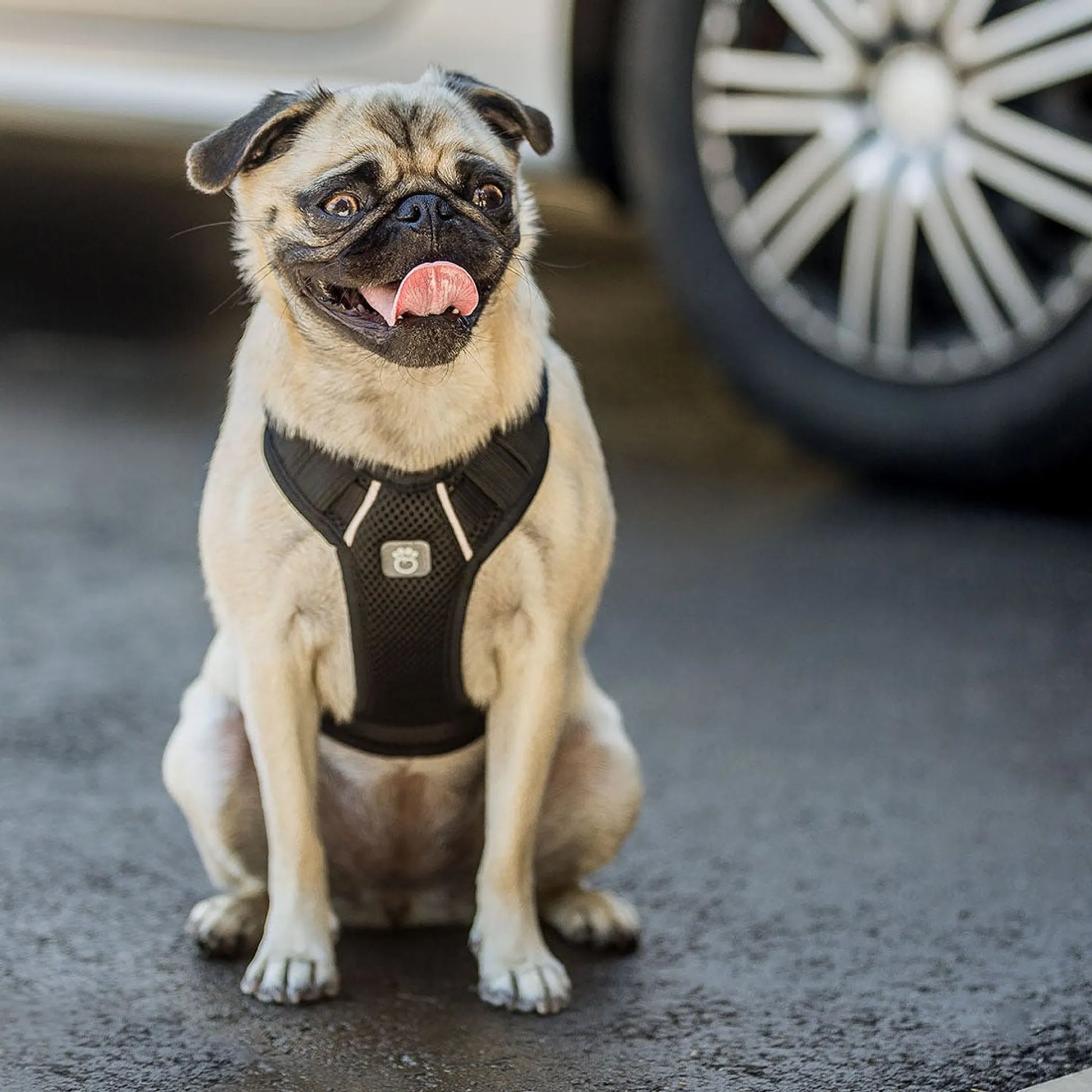 GF Pet  Travel Harness - Your Pet Connection
