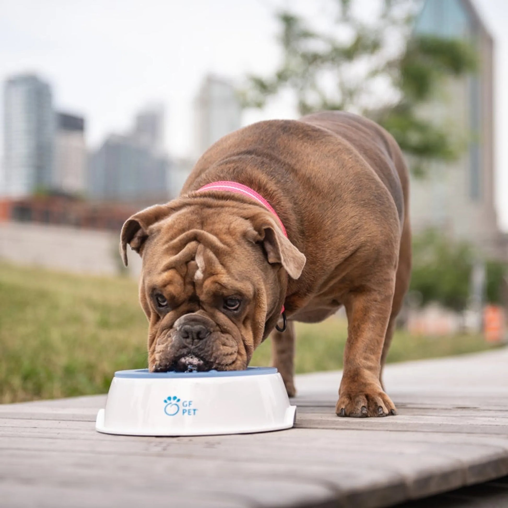 GF Pet  Ice Bowl - Your Pet Connection