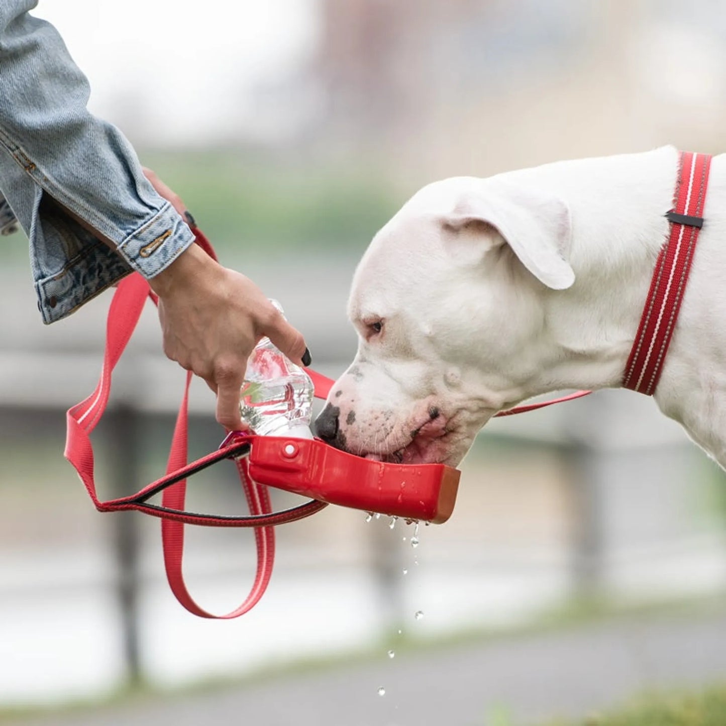 GF Pet  Water Bottle - Your Pet Connection