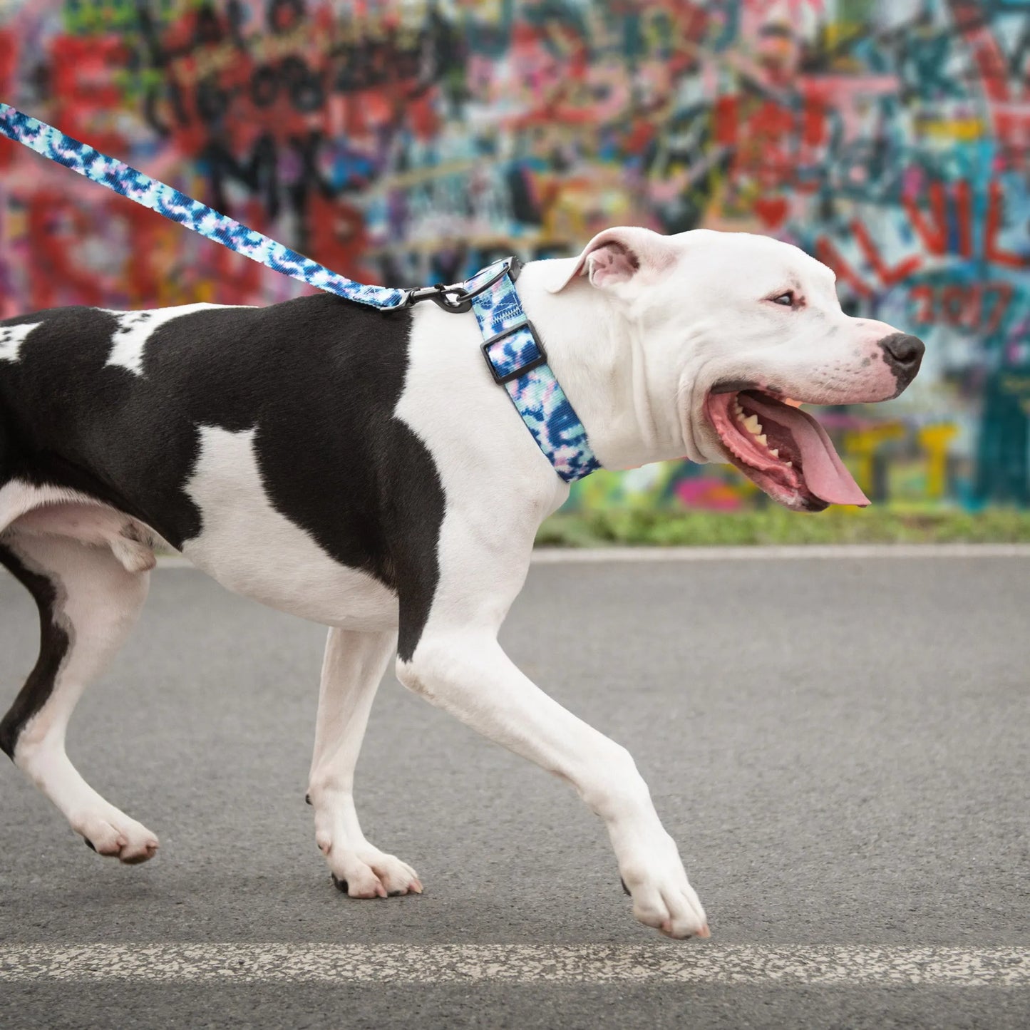 GF Pet  Printed Collar - Your Pet Connection