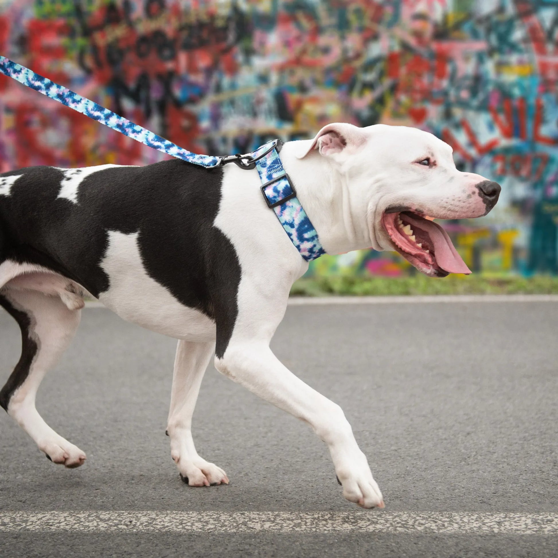 GF Pet  Printed Collar - Your Pet Connection