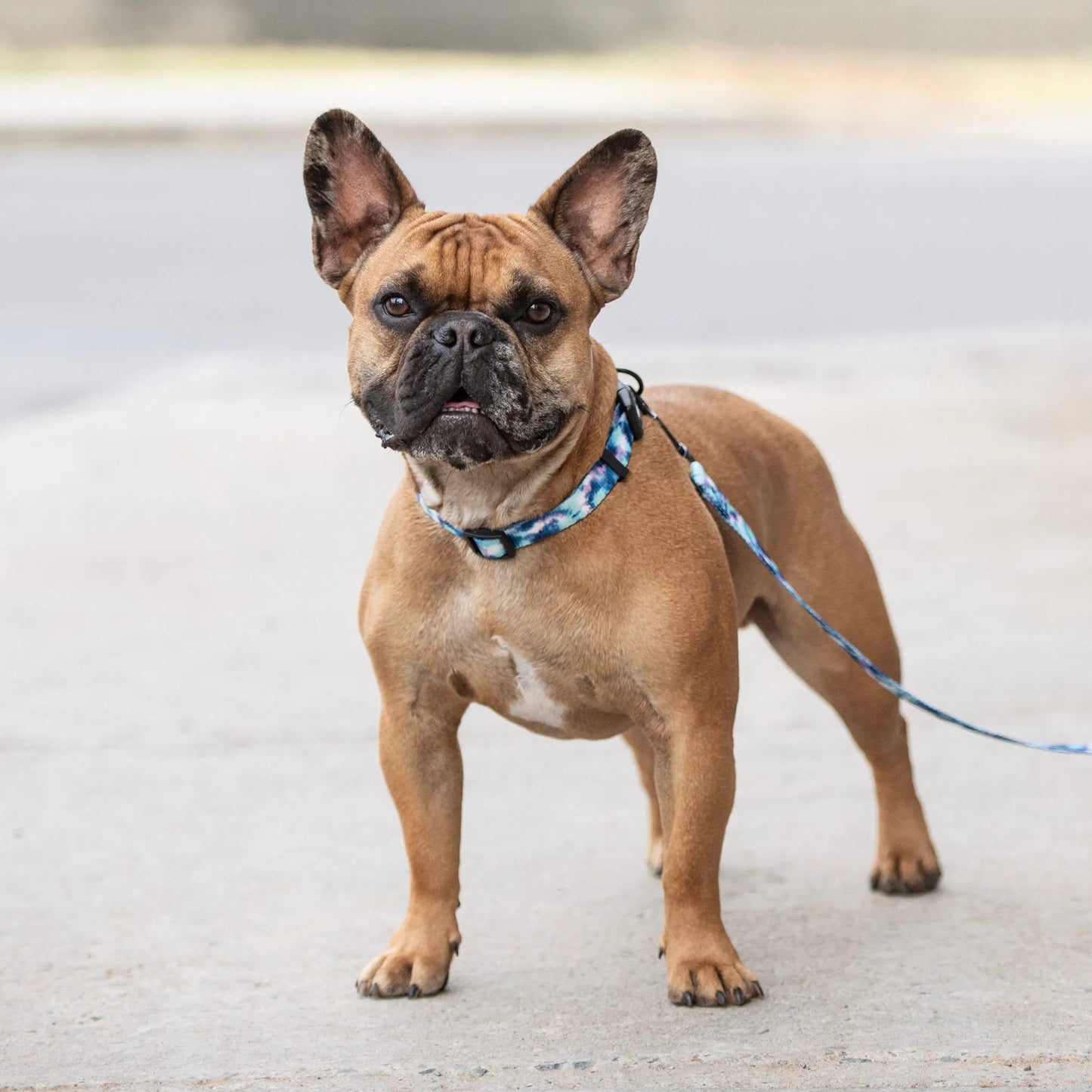 GF Pet  Printed Collar - Your Pet Connection