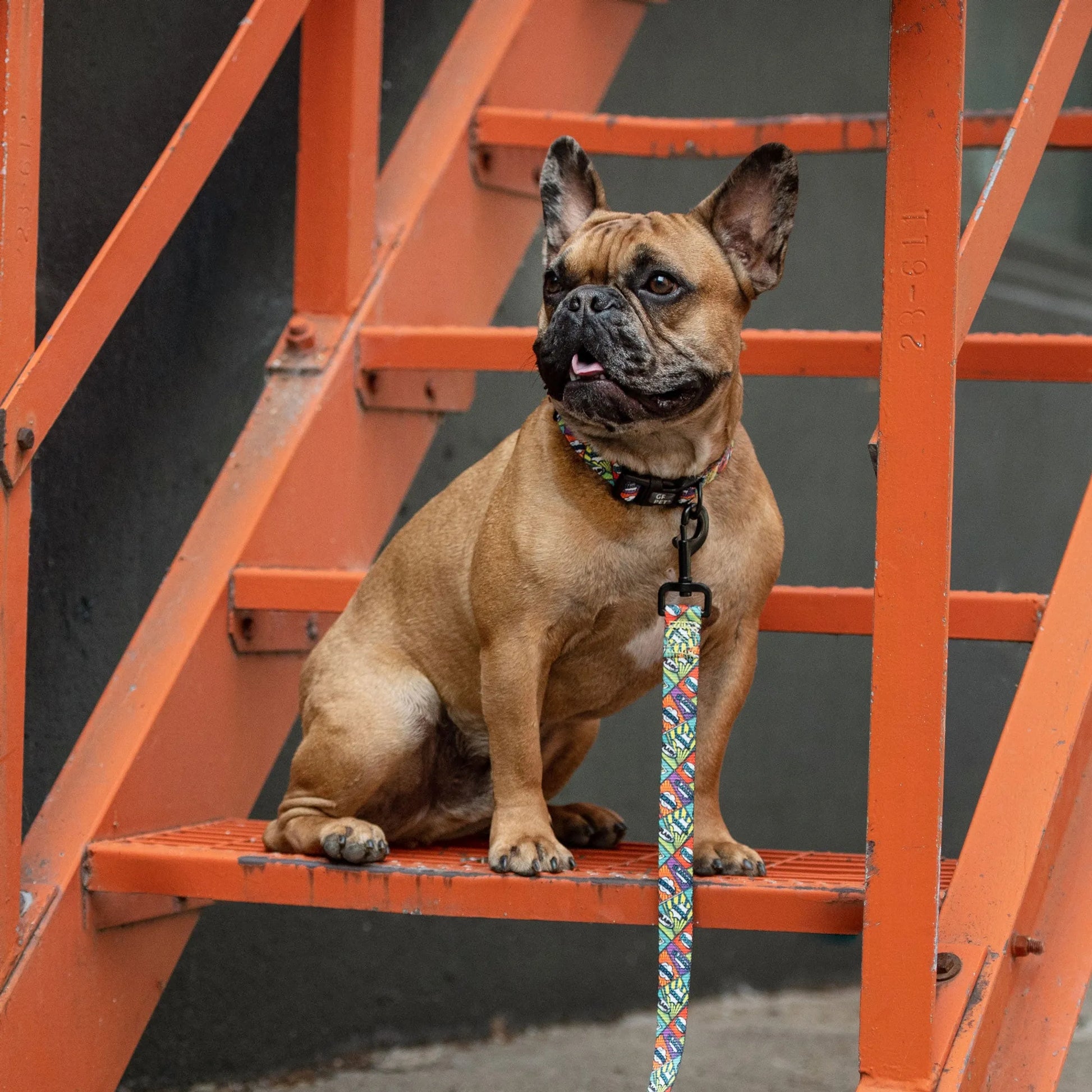 GF Pet  Printed Collar - Your Pet Connection
