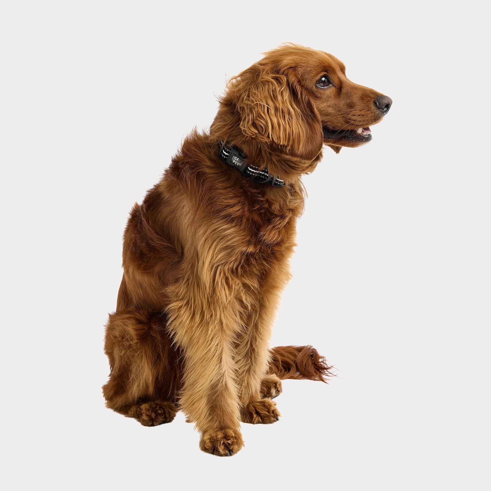 GF Pet  Reflective Collar - Your Pet Connection
