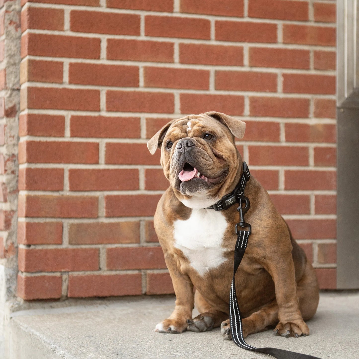 GF Pet  Reflective Collar - Your Pet Connection