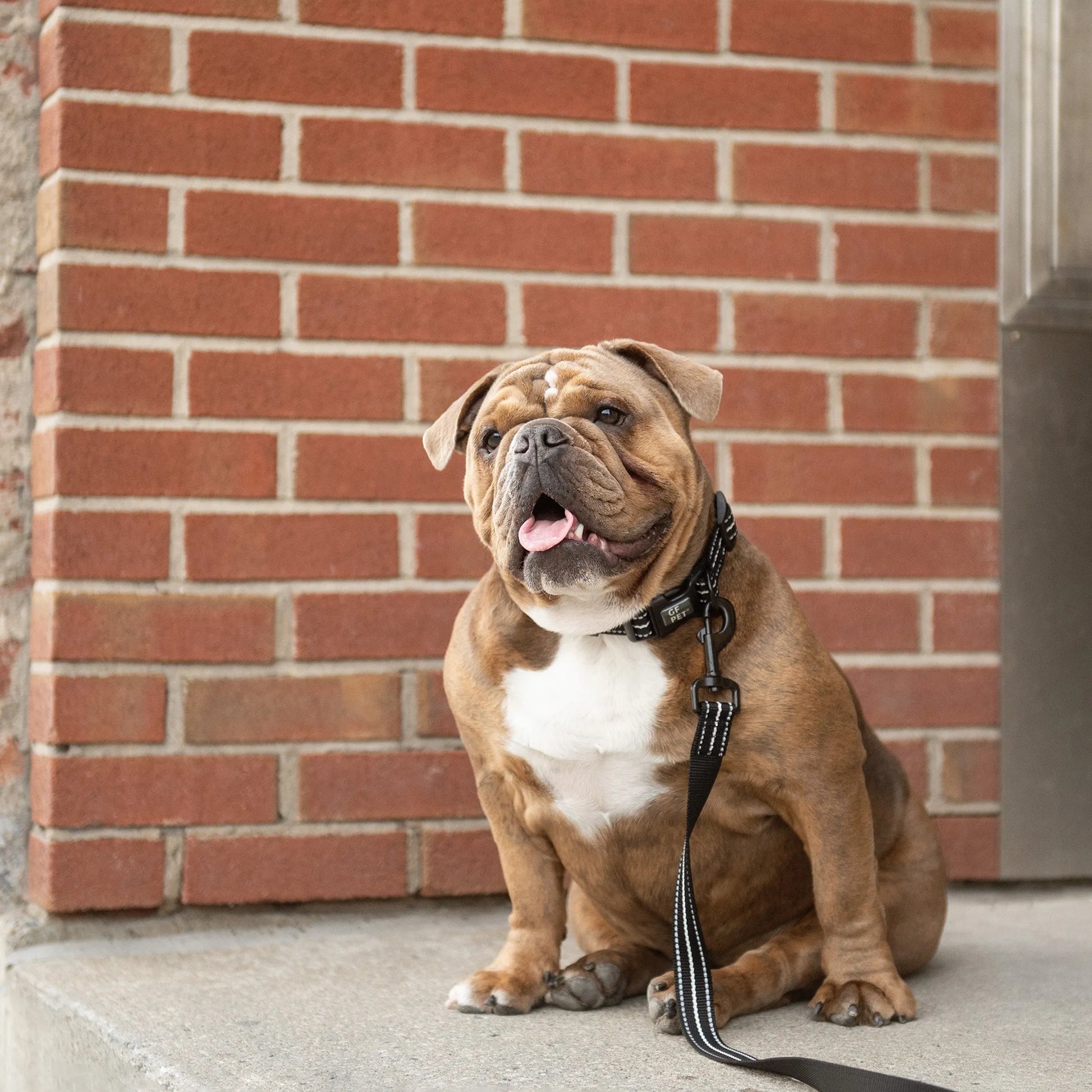 GF Pet  Reflective Leash - Your Pet Connection