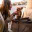 Newport Pet Stroller (3-in-1 Travel System) - Your Pet Connection