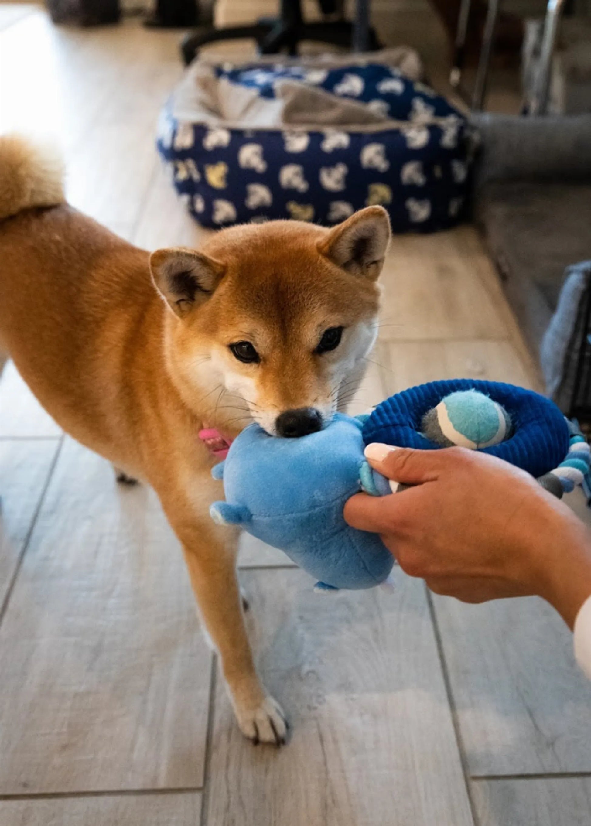 Hippy the Hippo Pet Toy - Your Pet Connection
