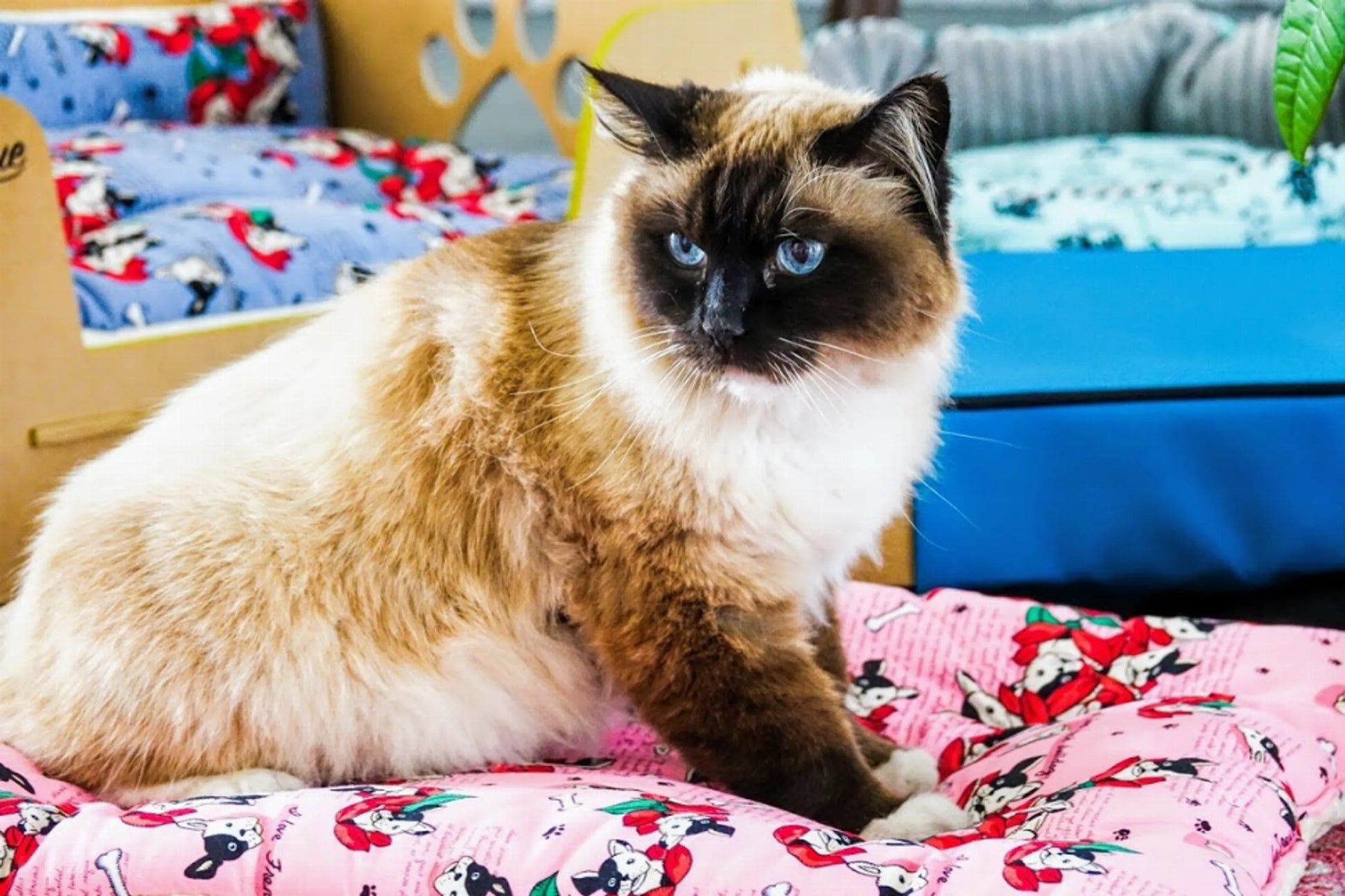 Comfy Mat Pet Bed - Your Pet Connection