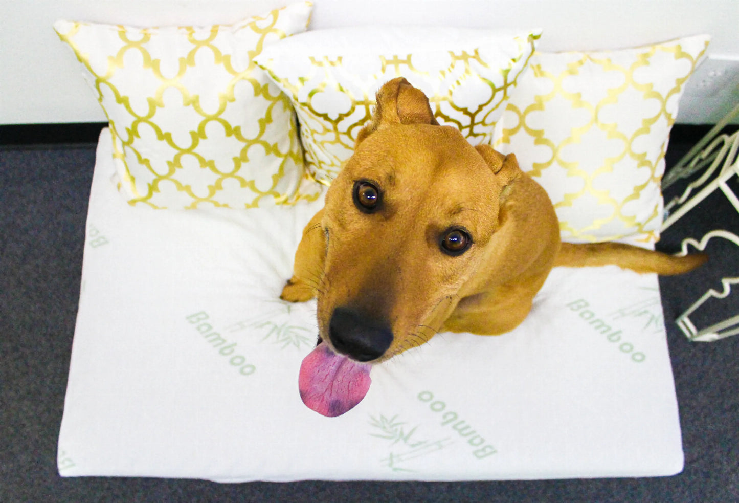 Bamboo Memory Foam Pet Bed - Your Pet Connection