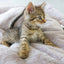 Golden Waves Reversible Pet Bed - Your Pet Connection