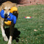 Lucky Dog Star Toy - Your Pet Connection