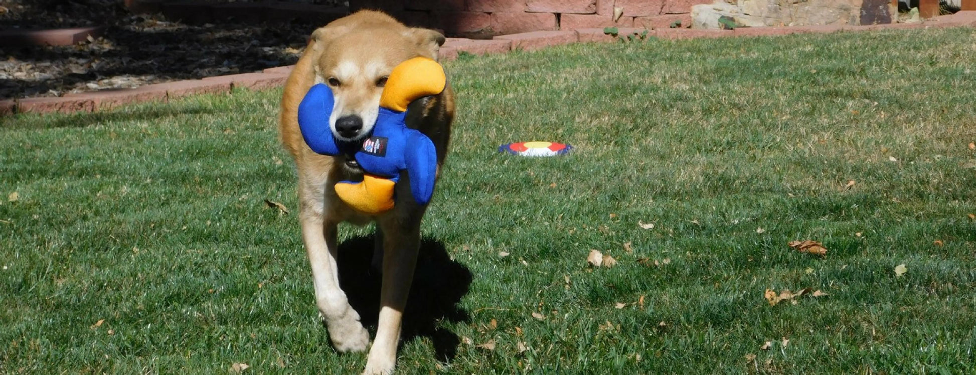 Lucky Dog Star Toy - Your Pet Connection