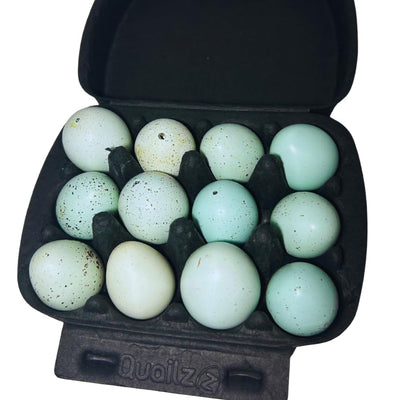 Hollowed Celadon Quail Eggs (Count of 10) Empty Natural Eggs for Crafts - Your Pet Connection