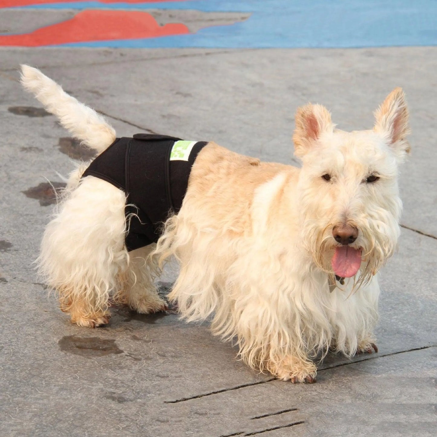 Healers Petcare Therapeutic Body Wrap for Dogs