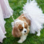 White Bridal Dog Tutu Skirt (XS) - Your Pet Connection
