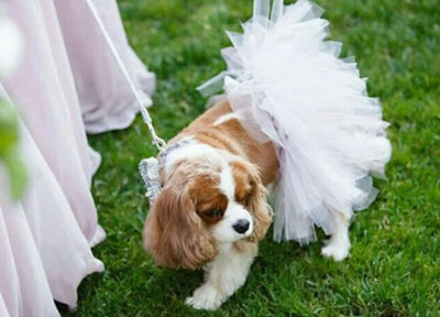 White Bridal Dog Tutu Skirt (XS) - Your Pet Connection