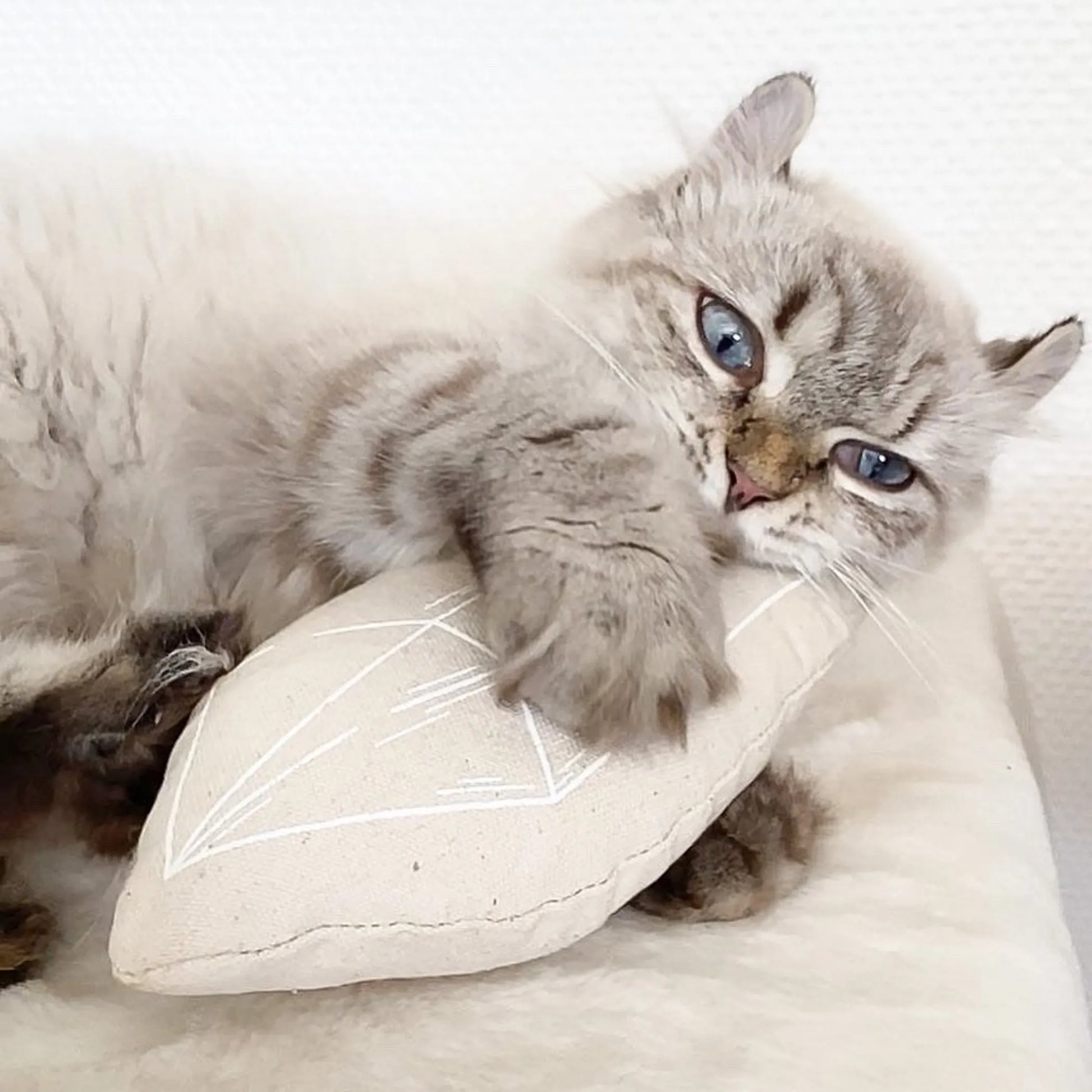 Chouchou - Your Pet Connection