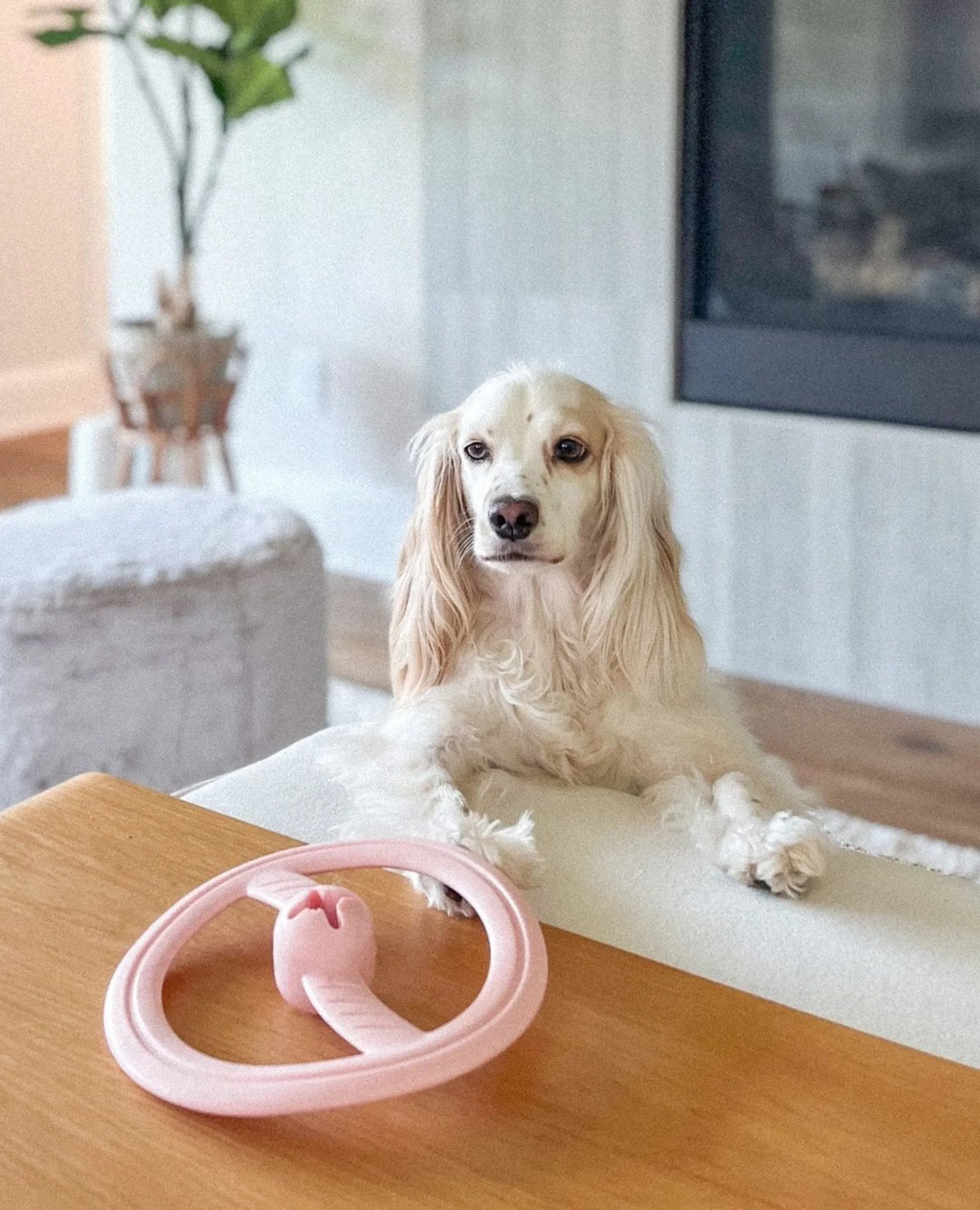 Fly Away - Your Pet Connection