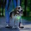 Flipo LED Pet Charm for Night Safety