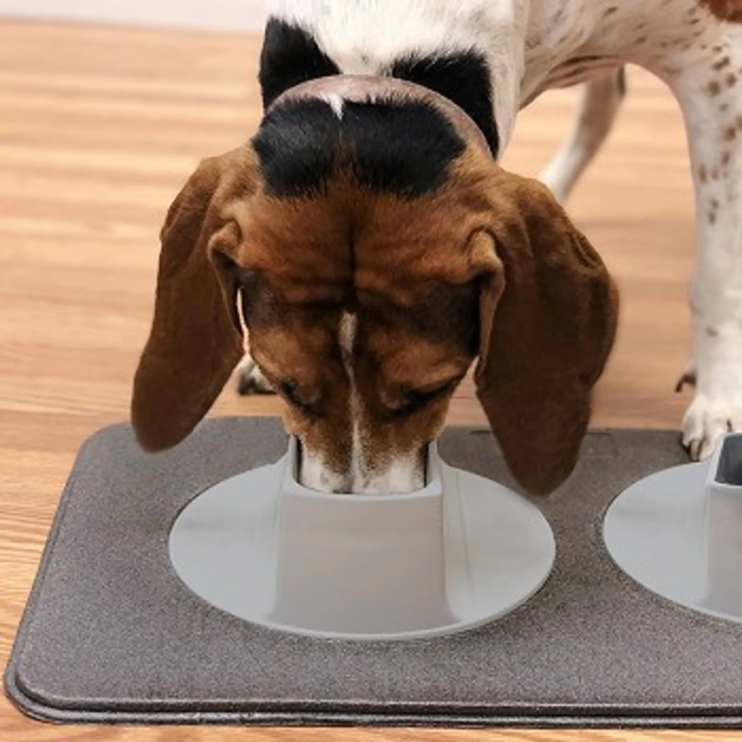 Ear-Clear - Pet Feeding Station - Your Pet Connection