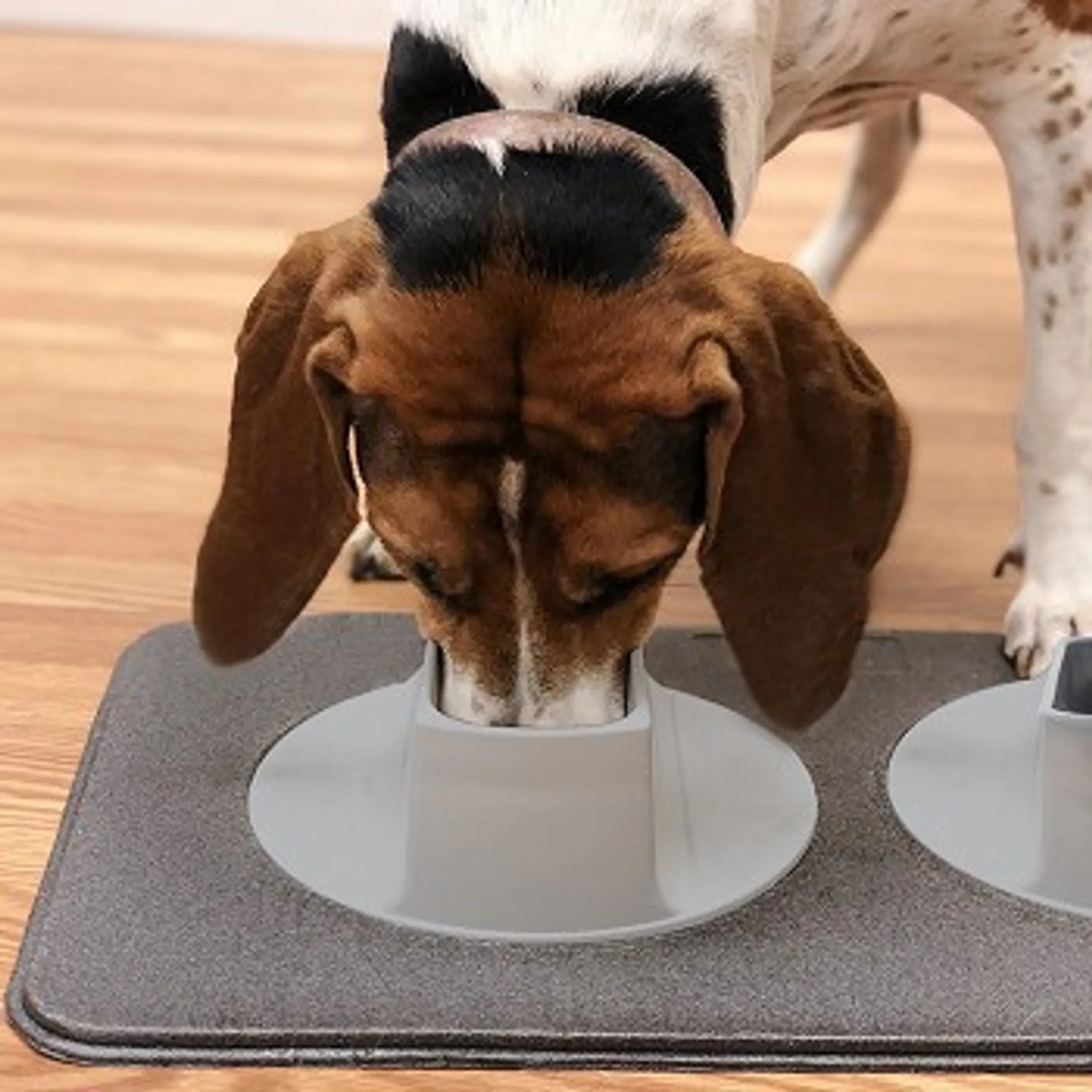 Ear-Clear - Pet Feeding Station - Your Pet Connection