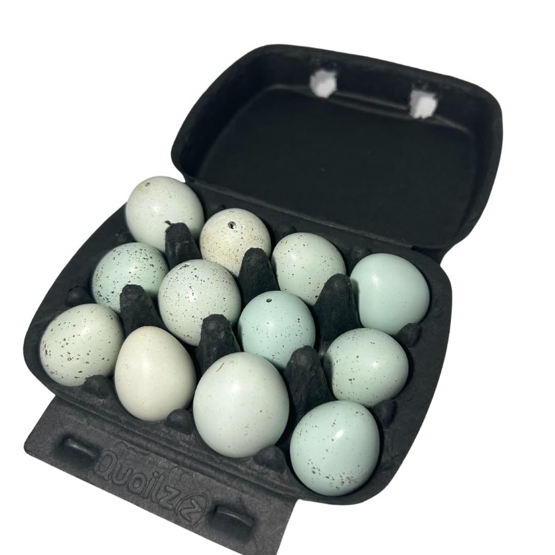 Hollowed Celadon Quail Eggs (Count of 10) Empty Natural Eggs for Crafts - Your Pet Connection