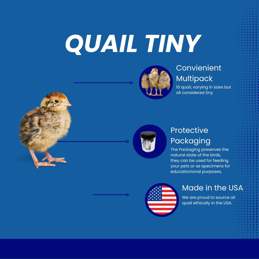 Quail Whole Chick Treats, 10 Count - Tiny, dehydrated Small Premium cat and Dog Treat - Your Pet Connection