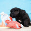 Clean Earth Plush Toy - Your Pet Connection