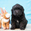 Clean Earth Plush Toy - Your Pet Connection