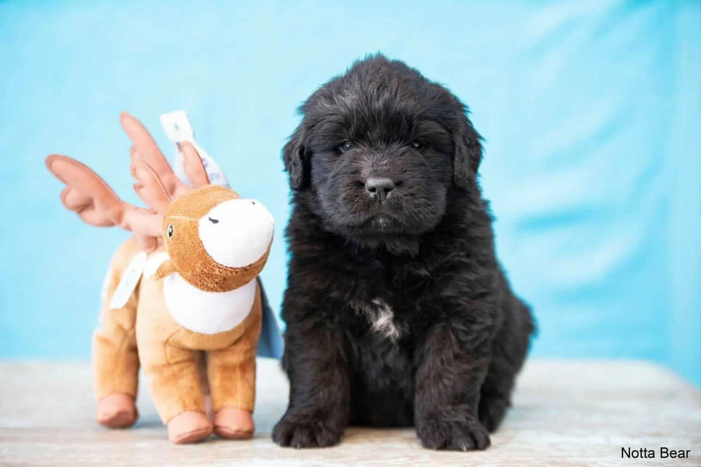 Clean Earth Plush Toy - Your Pet Connection